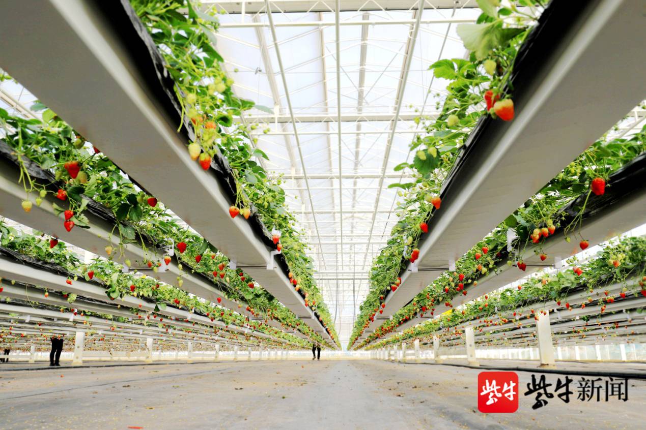 南京溧水万亩梅海人头攒动 周末快来打卡