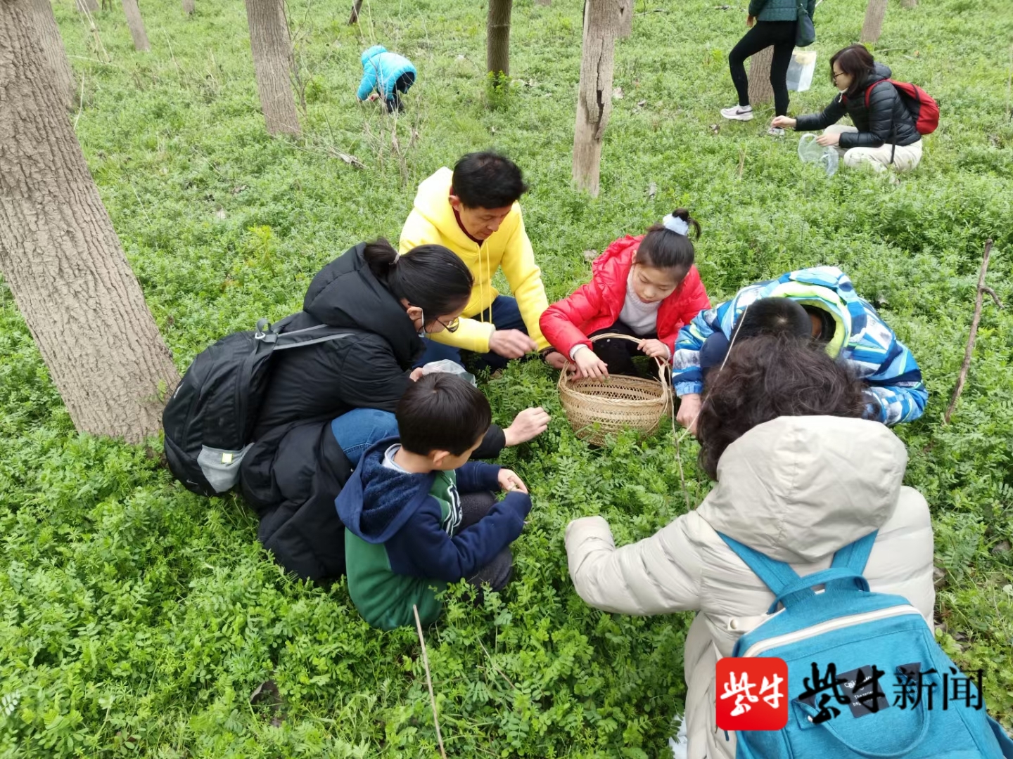 粽子叔叔陈正银带南京孩子辨识采摘野菜