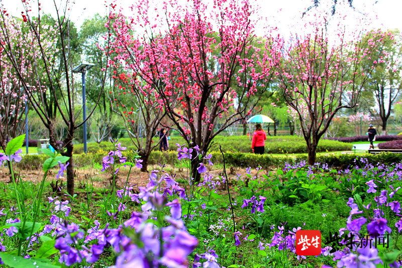 南京小桃园桃花盛开 市民雨中踏青赏花