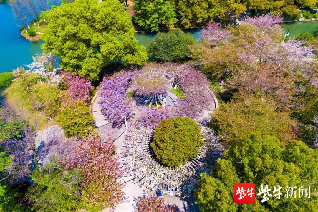 视频｜浪漫的紫藤花开，紫色“瀑布”垂挂枝头