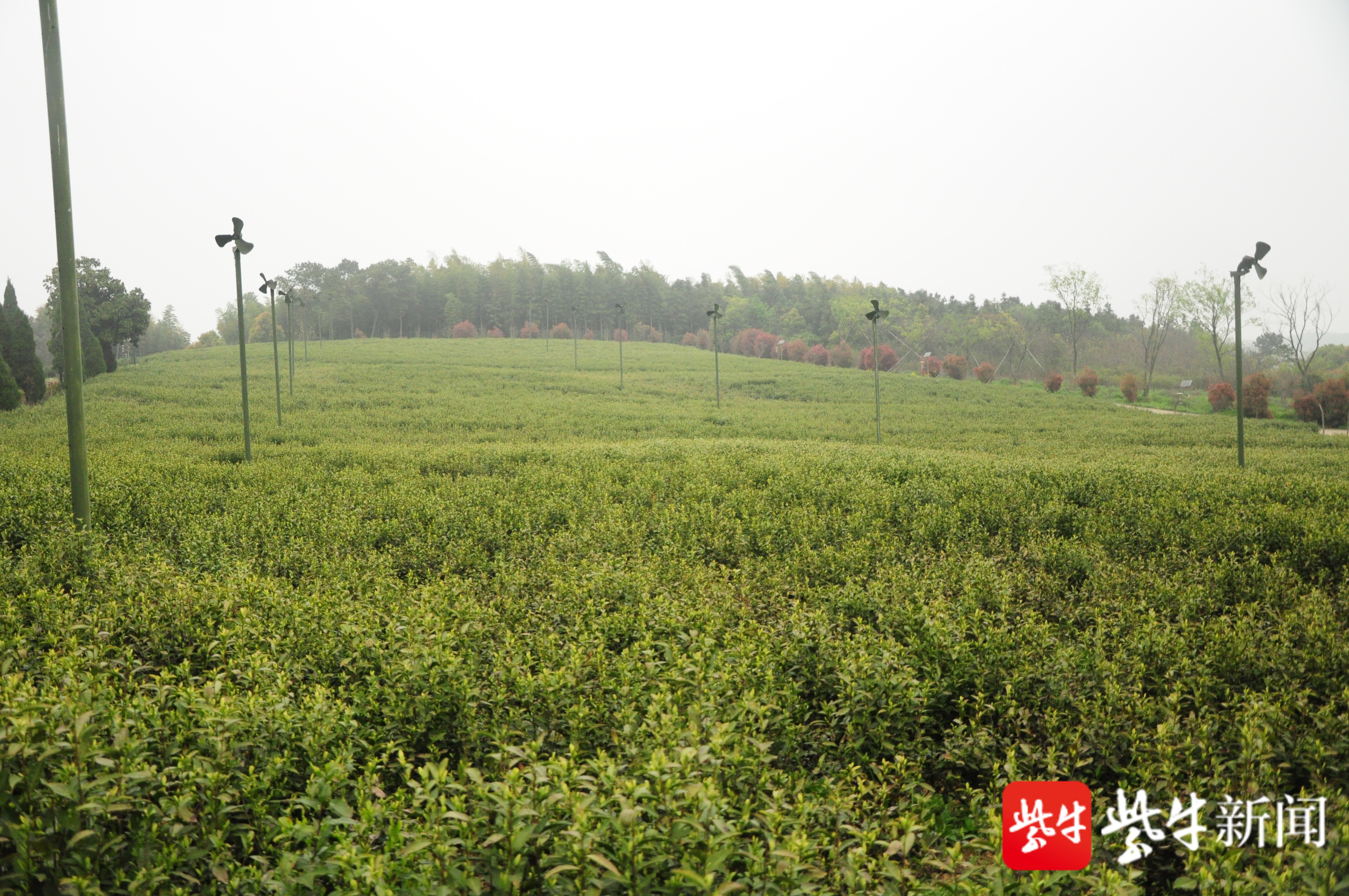 雨后空气湿润!千亩有机茶园迎来"明前茶"采摘黄金期