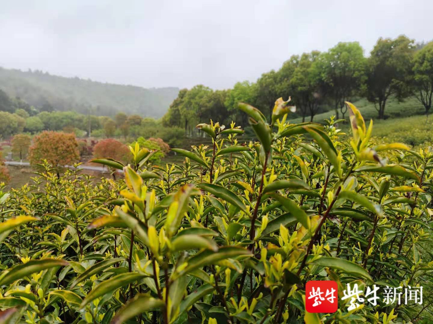 大茶场 