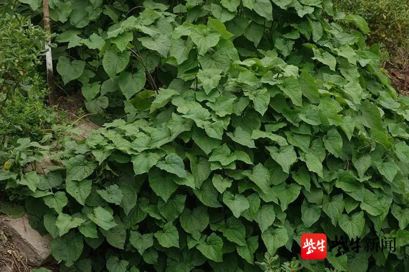 軍山植物—金蕎麥