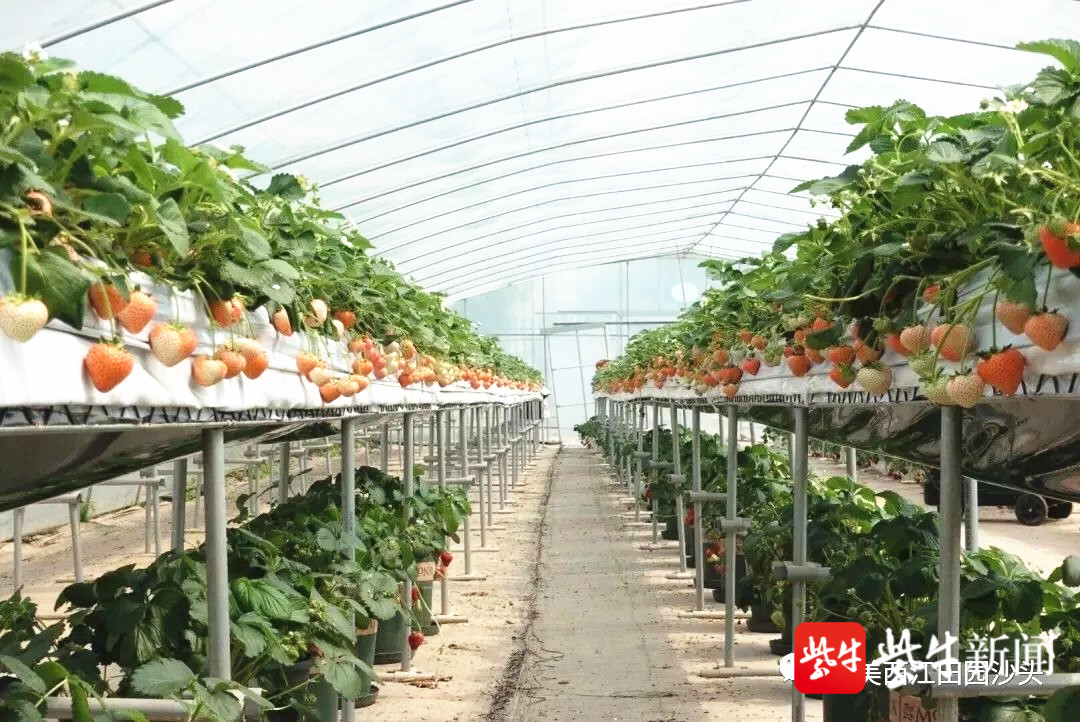 江苏省草莓协会负责人表示,高架栽培技术在草莓种植领域是一项黑科技