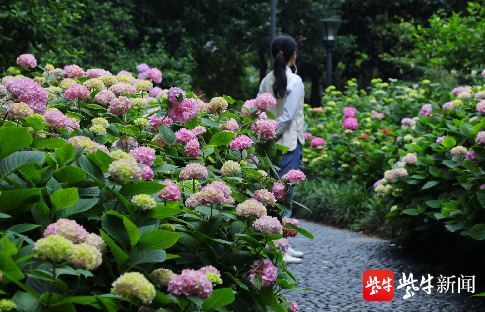 视频 蓝紫粉白花球团团相拥 常州绣球花展带你进入如梦如幻的彩色世界