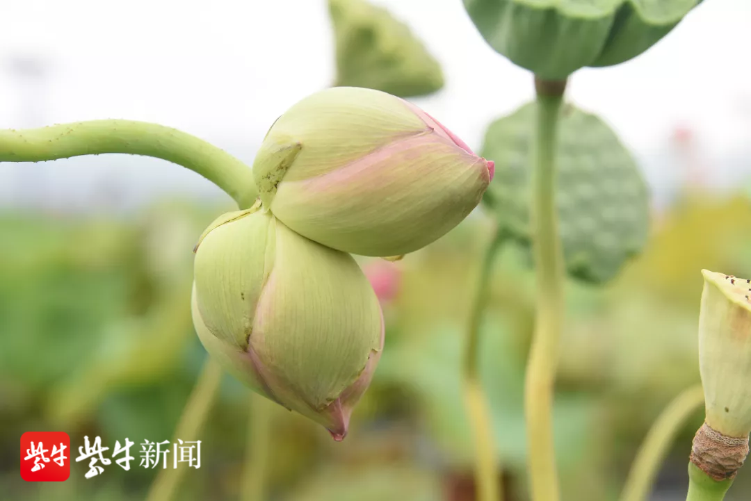 【視頻】十幾元就能買到雙色蓮花?帶你揭秘