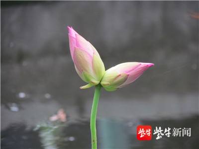 茎秆一枝花开两朵南京玄武湖并蒂莲今夏又盛开