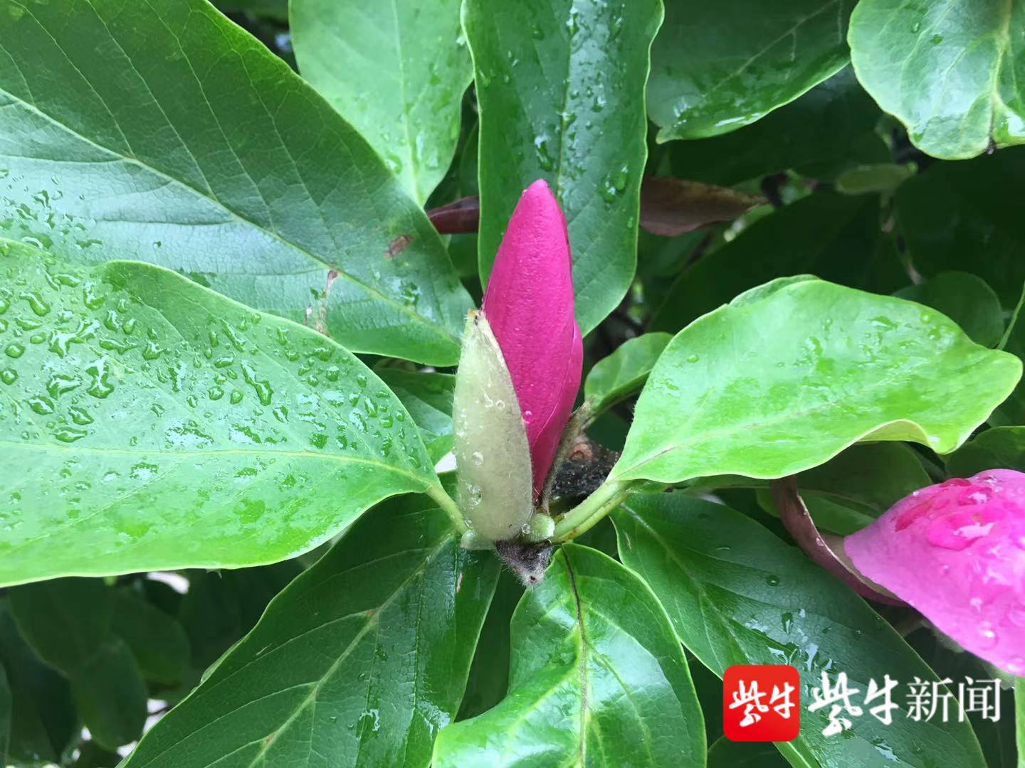 梅雨植物多葱茏 南京玉兰花再度开花