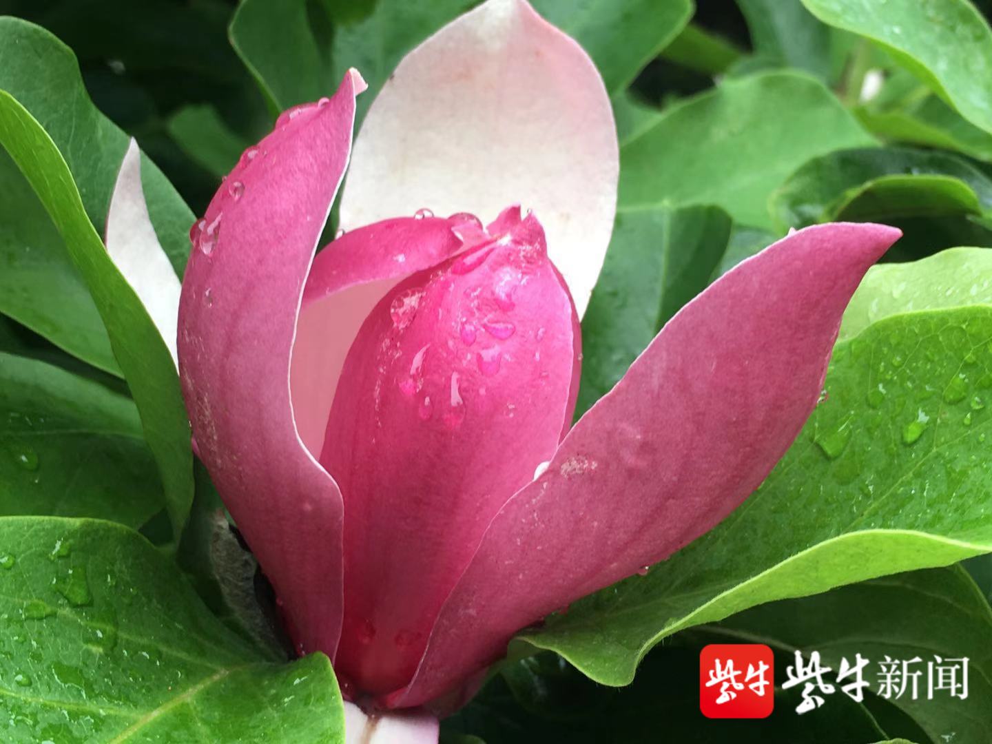 梅雨植物多葱茏 南京玉兰花再度开花
