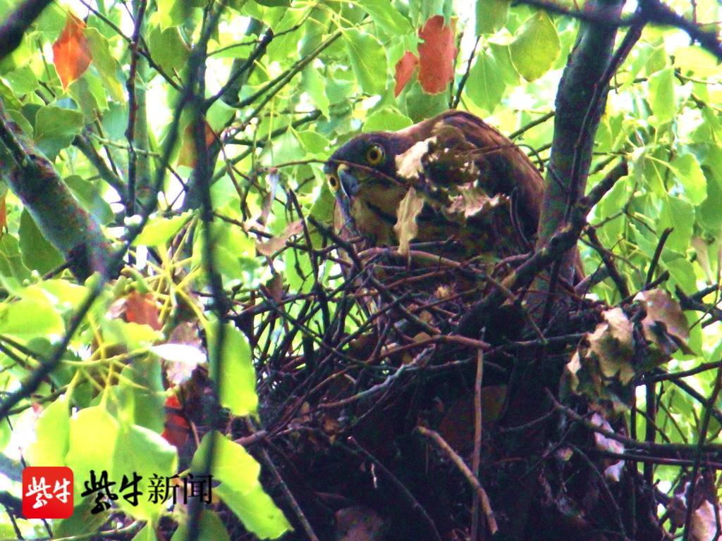 凤头鹰幼鸟图片