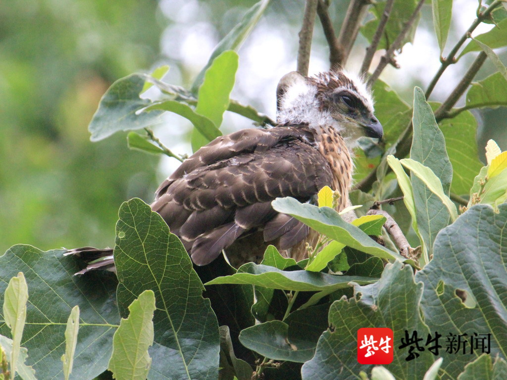 凤头鹰：重庆市江津区四面山市级自然保护区 - 中国自然保护区生物标本资源共享平台