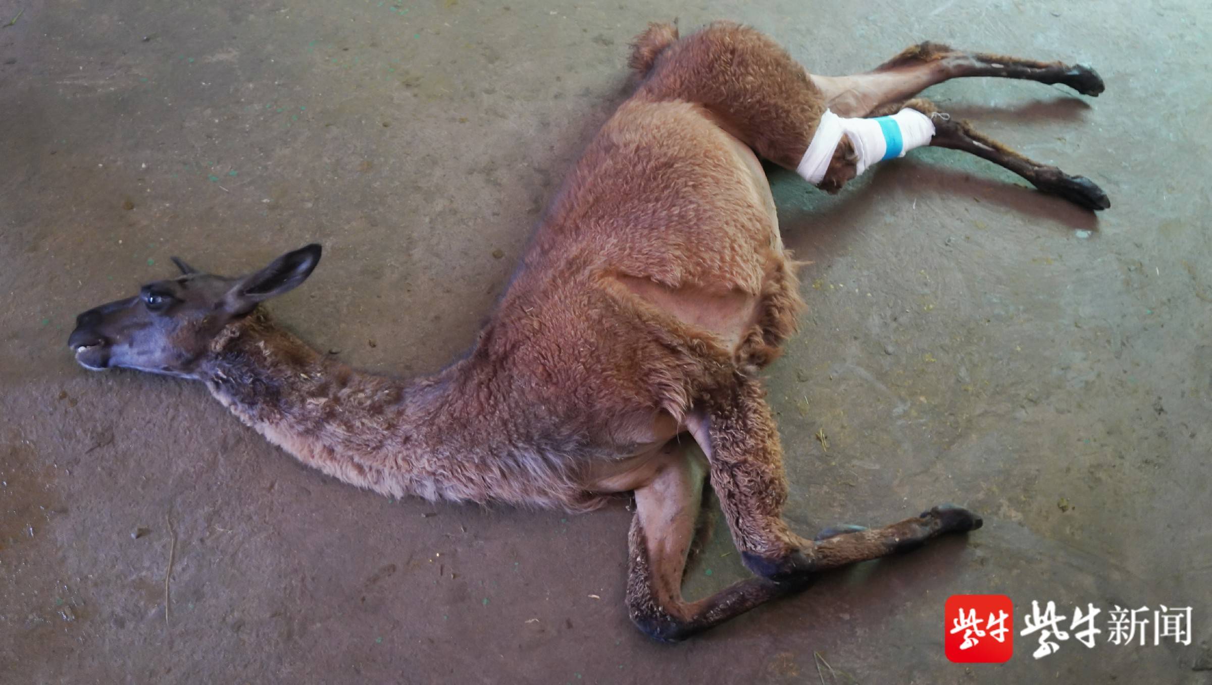 【新闻110】金牛湖野生动物王国自驾区被压驼羊转危为安 园区将加强