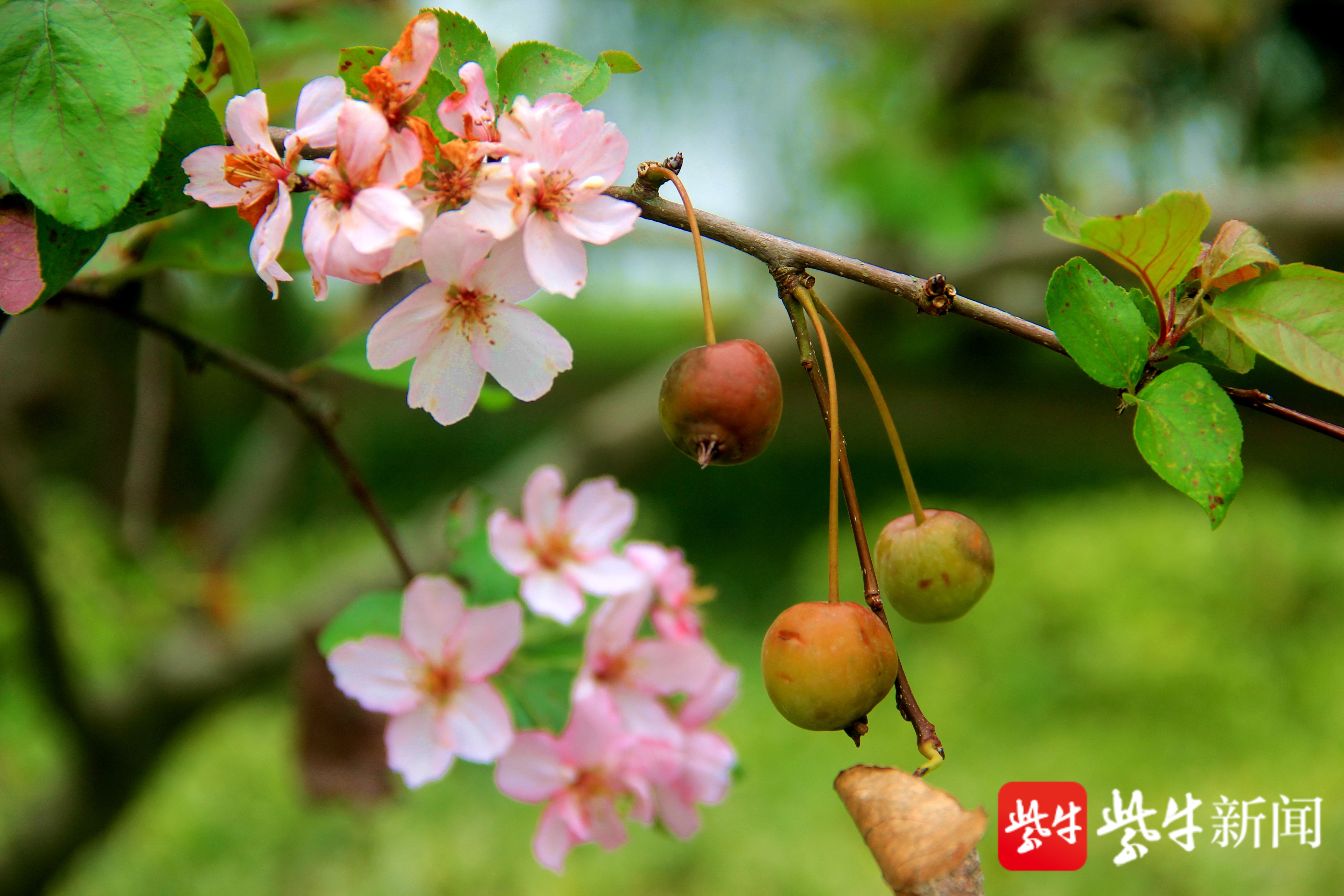 視頻春花秋開南京一海棠果花葉同枝令人稱奇