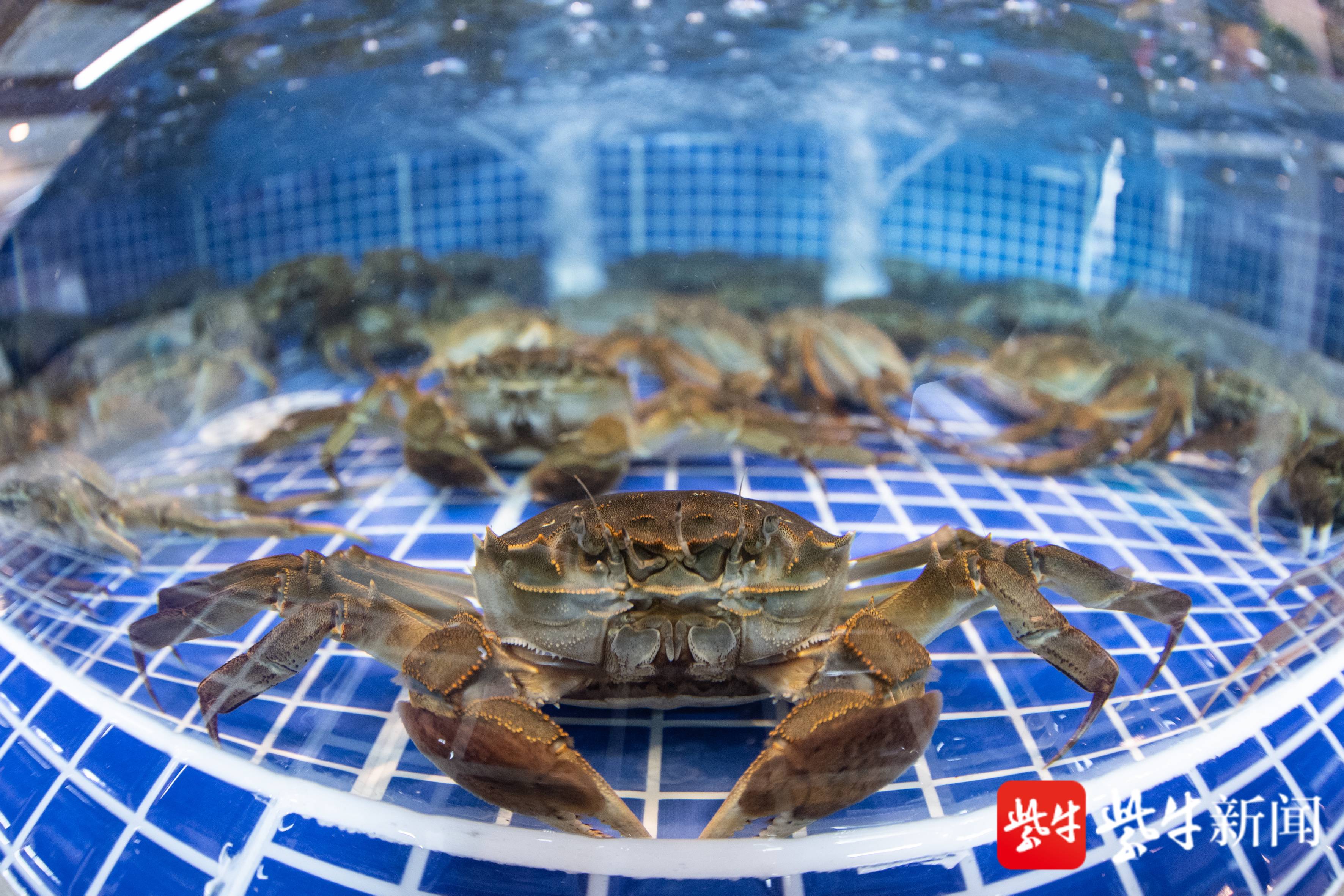 高淳是我国螃蟹(河蟹)养殖六大原产地之一,2020年12月更是创建成为