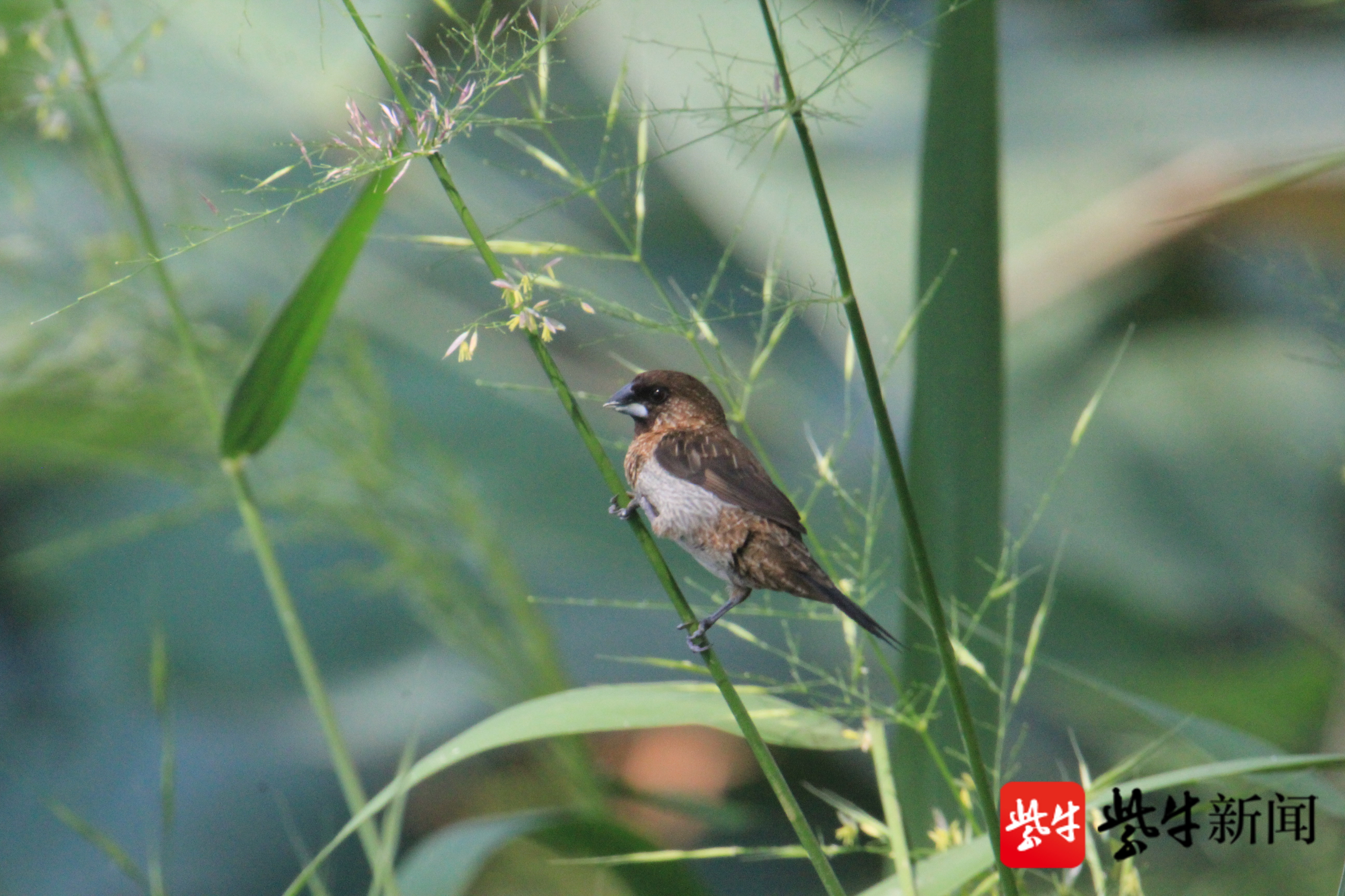 罕見成群斑文鳥,現身南京玄武湖畔