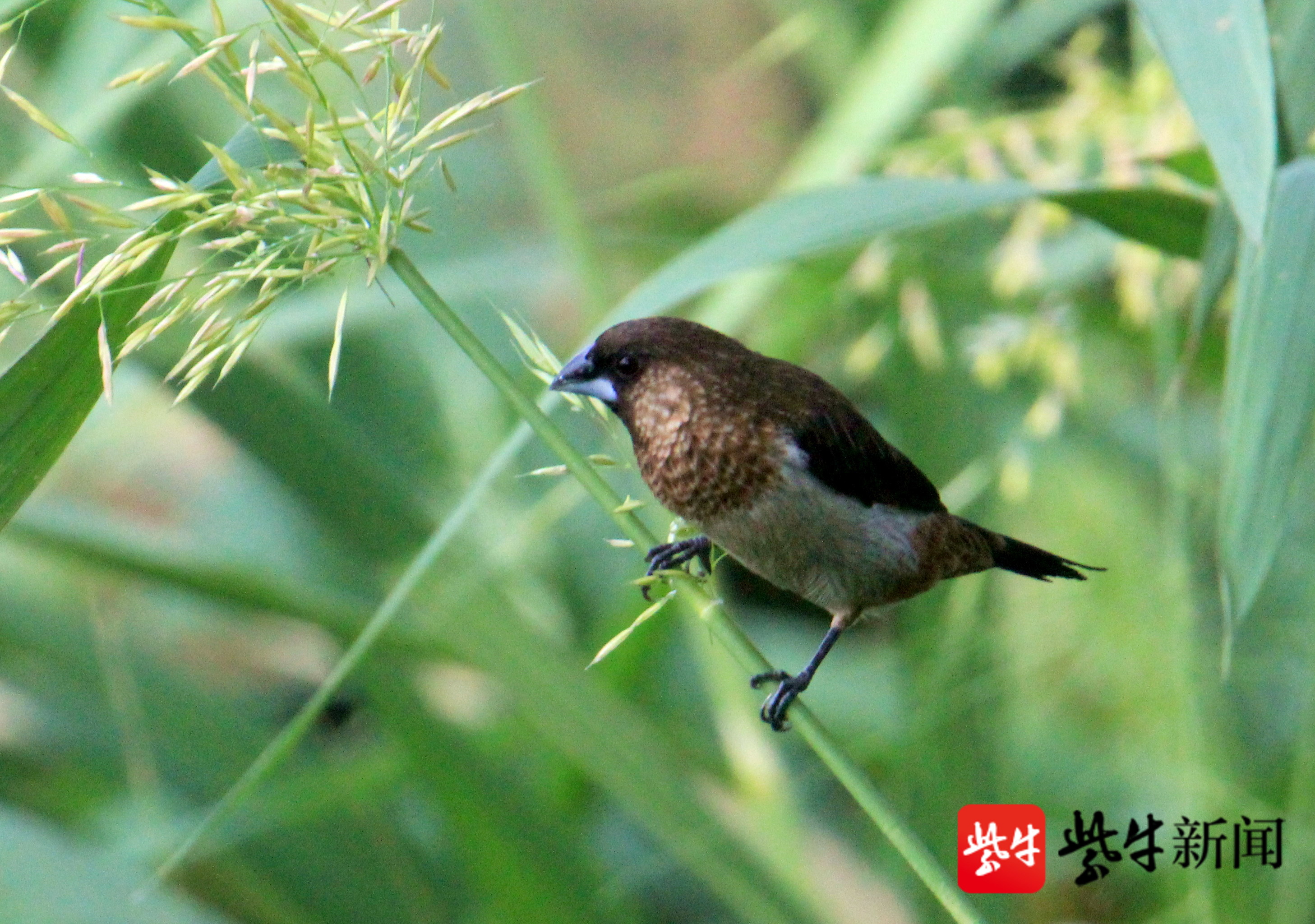 罕見成群斑文鳥,現身南京玄武湖畔