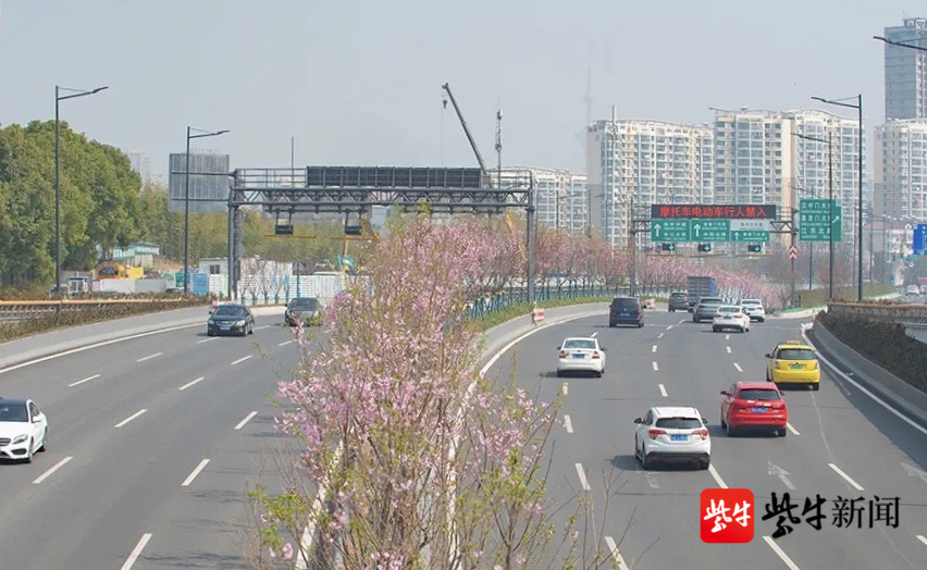 中分带选用阳光樱和梅花