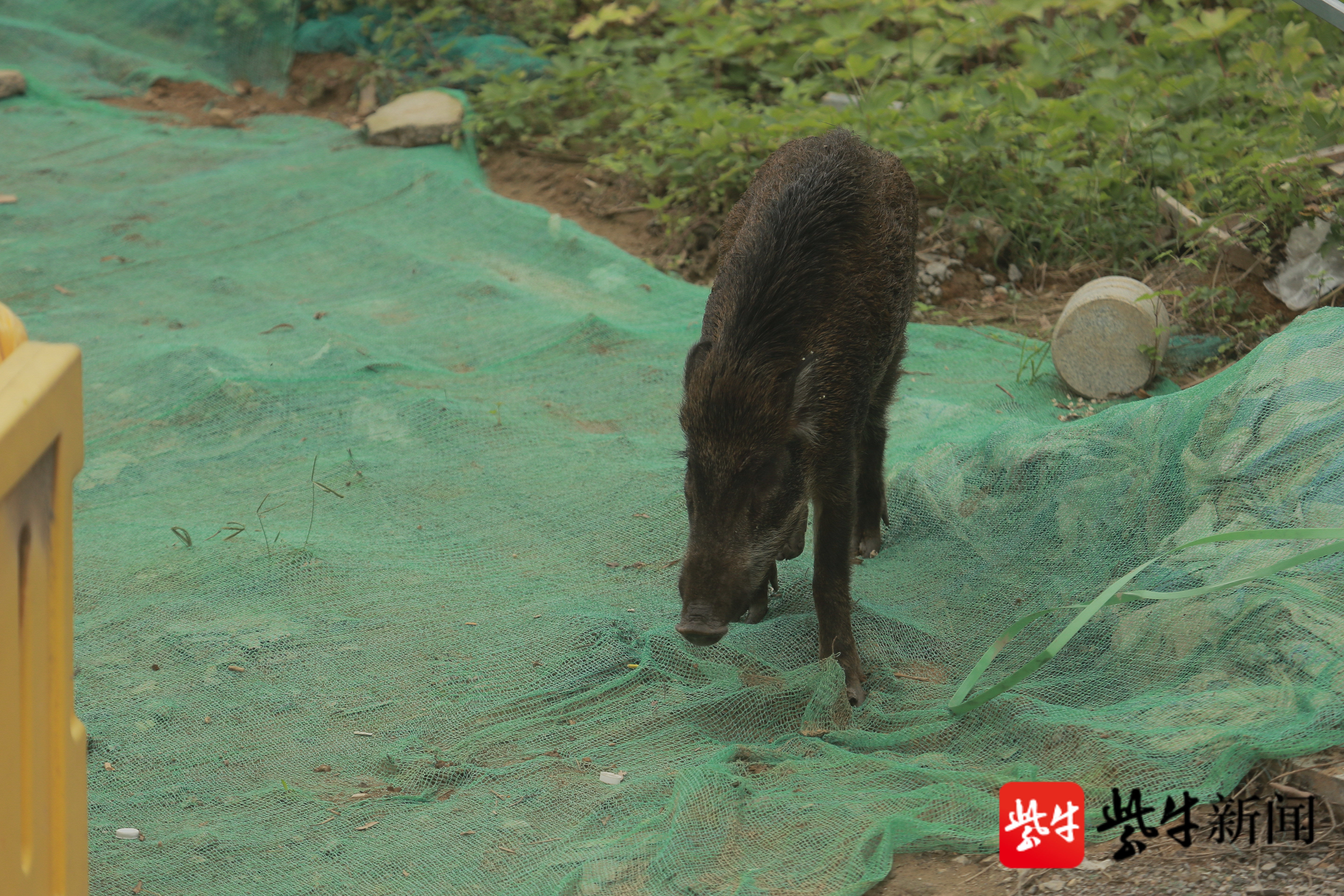 【视频】野猪撞开商铺店门,民警出动四辆警车捉拿