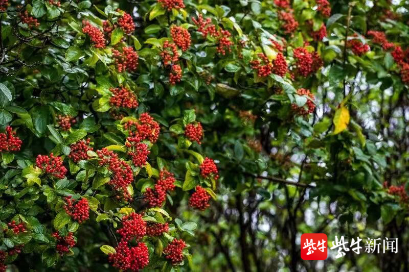 赏过琼花 你见过红彤彤的琼花果吗