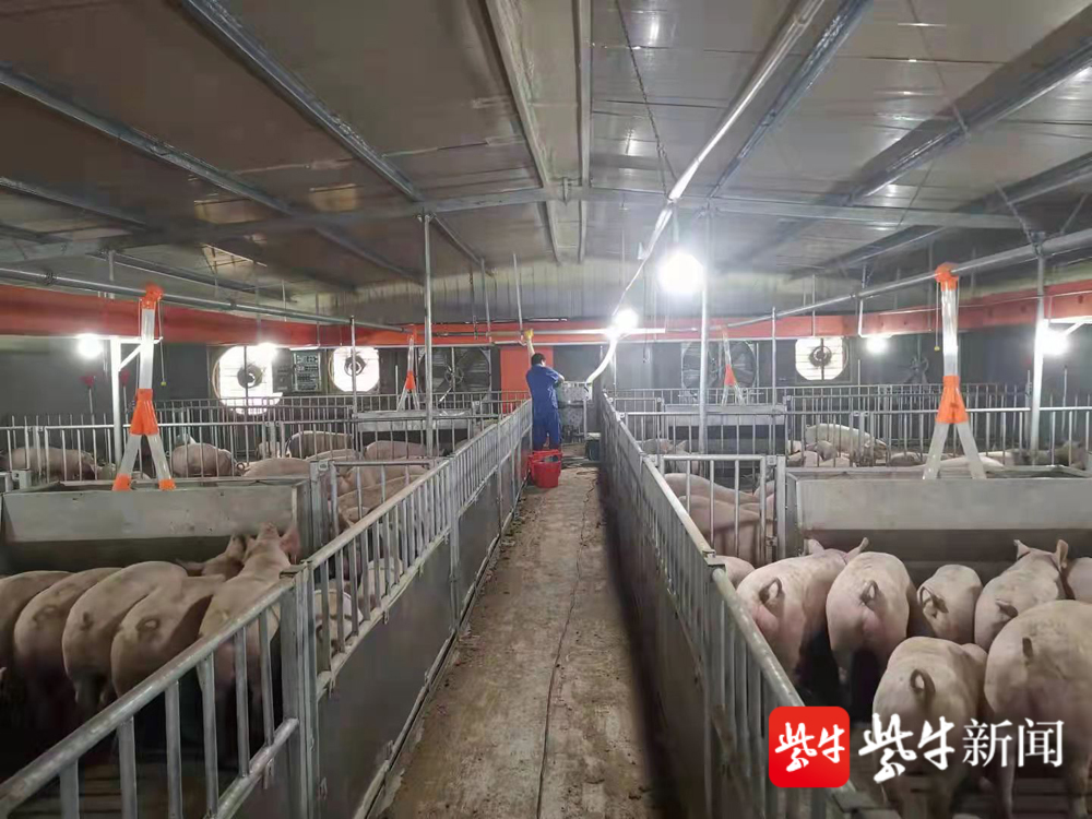 淮安市淮安区瞄准农业农村重大项目做大做强现代生猪产业