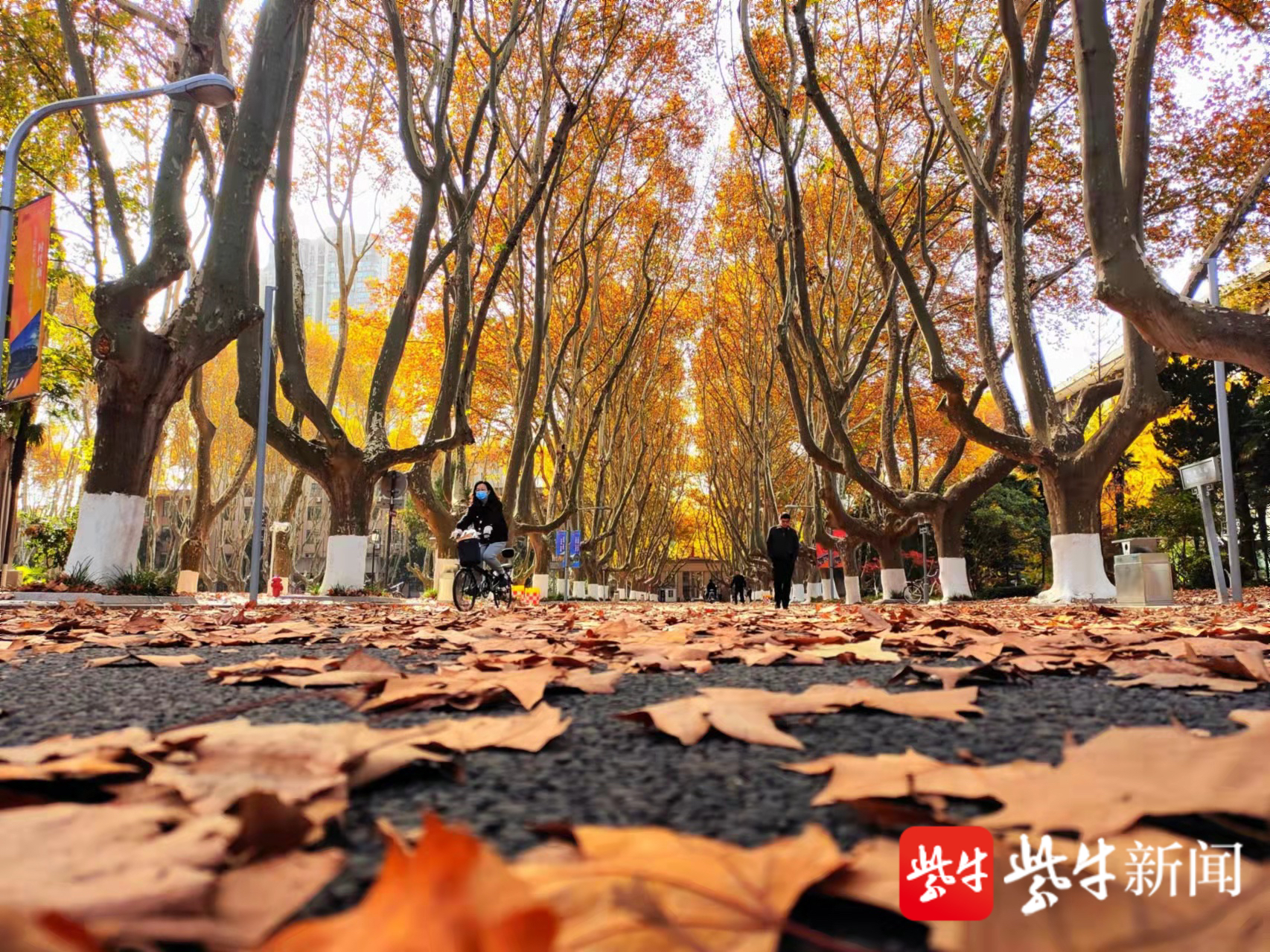 南京最人文的梧桐大道,又到一年最美时!