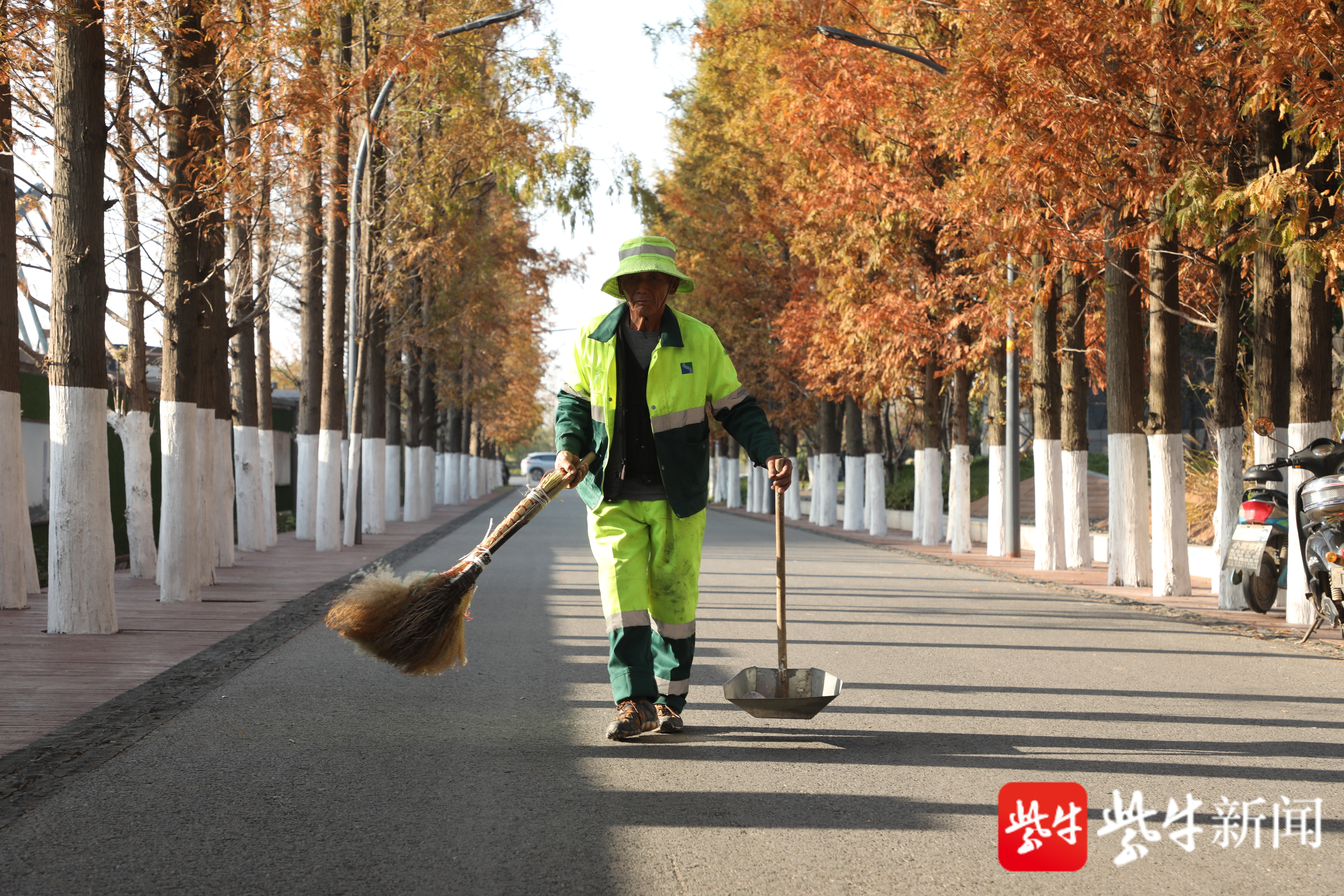 正在道路做保洁的师傅透露,每年11月前后,这条路会"变装,原本翠绿色