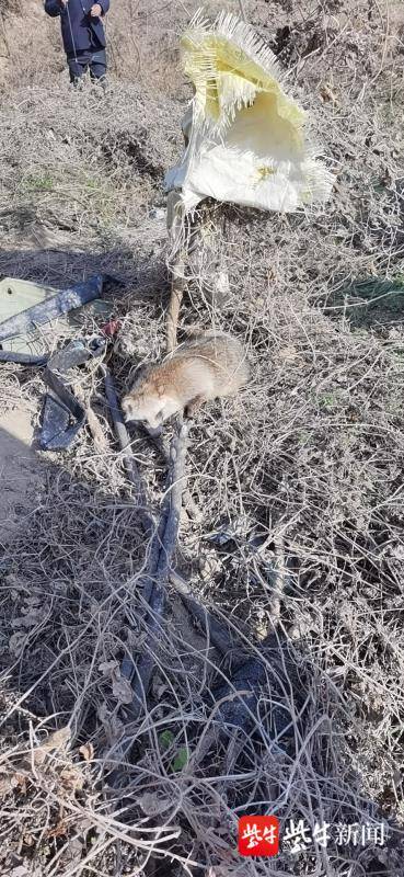 射阳警方成功救助一只国家二级保护动物