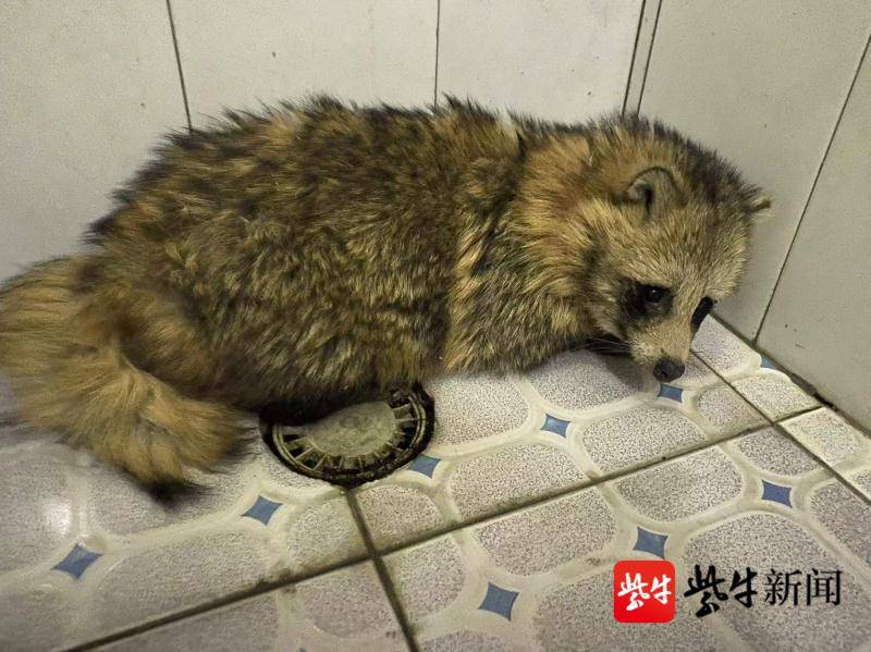 视频▏家里跑来一只怪狗原来是二级保护动物狗獾