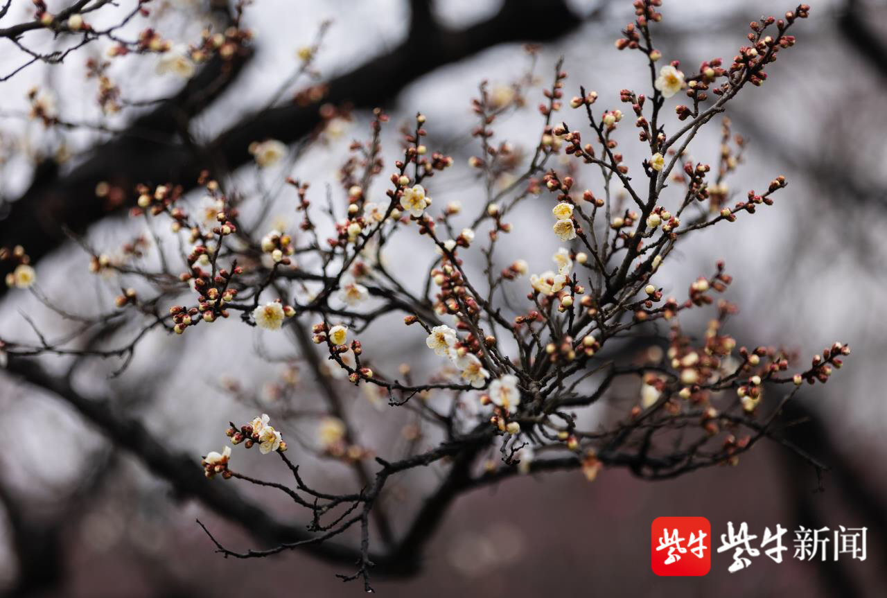 南京梅花山梅花開啦