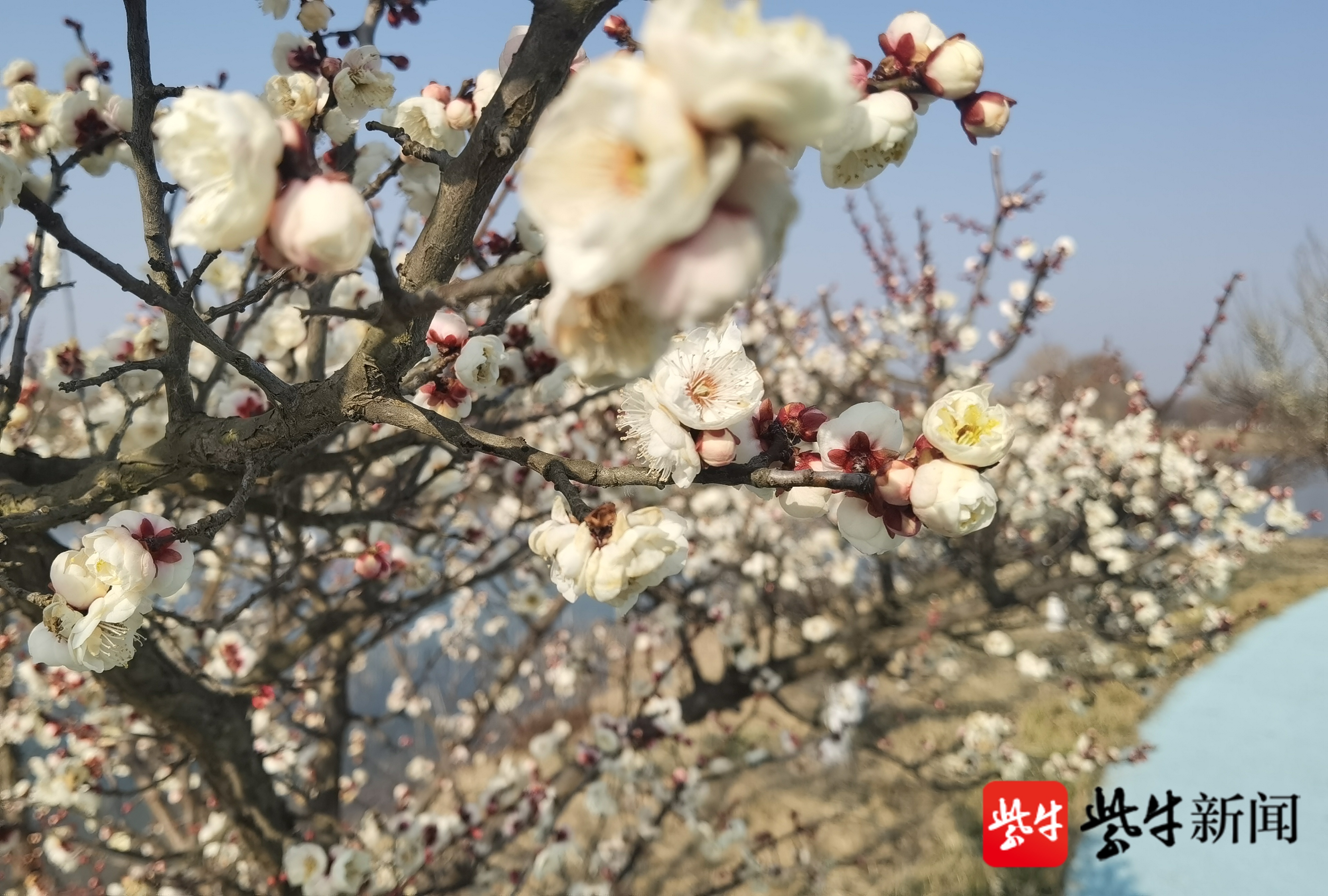 组图泗洪洪泽湖湿地景区2万余株梅花竞相绽放