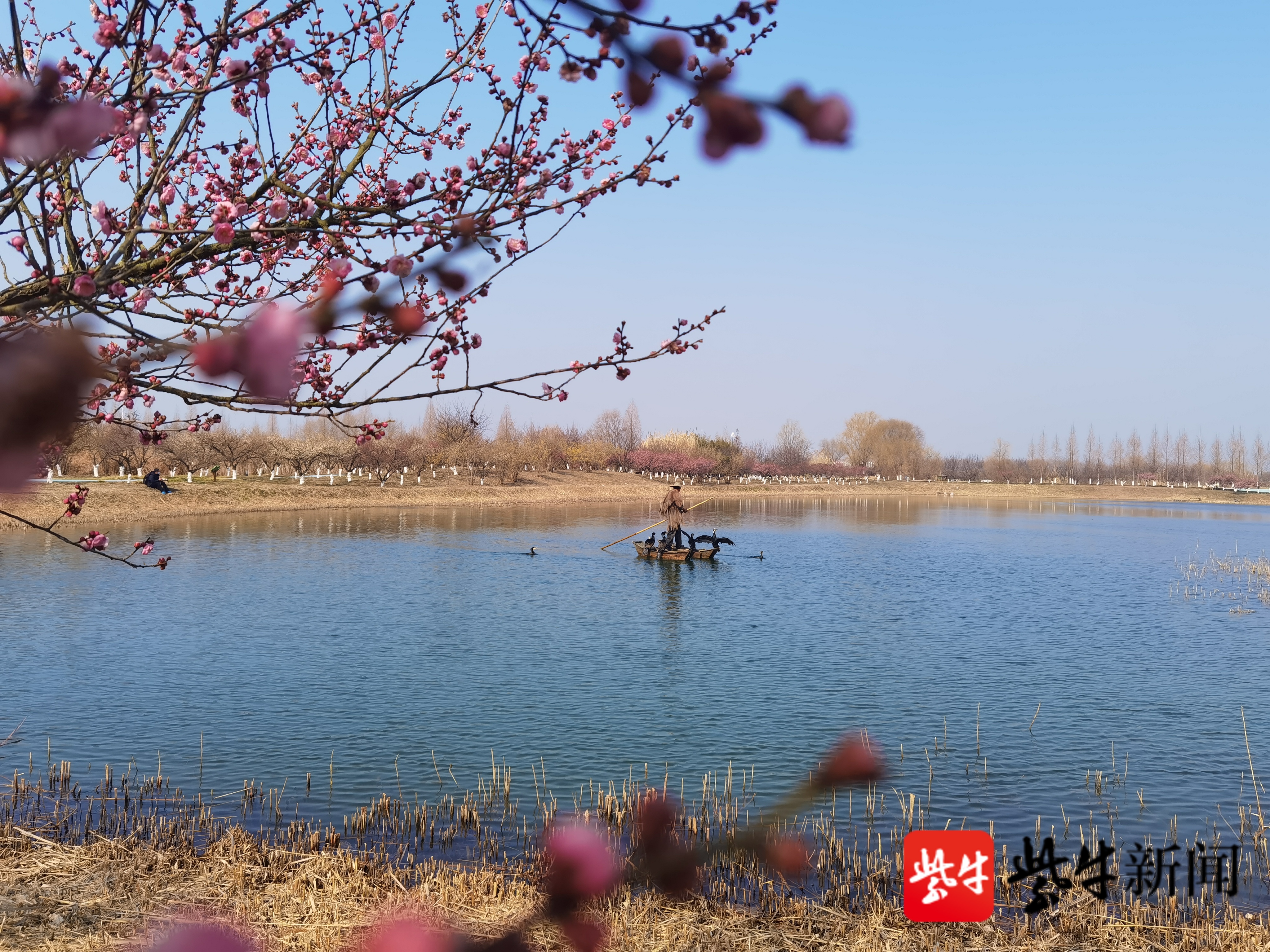 组图泗洪洪泽湖湿地景区2万余株梅花竞相绽放