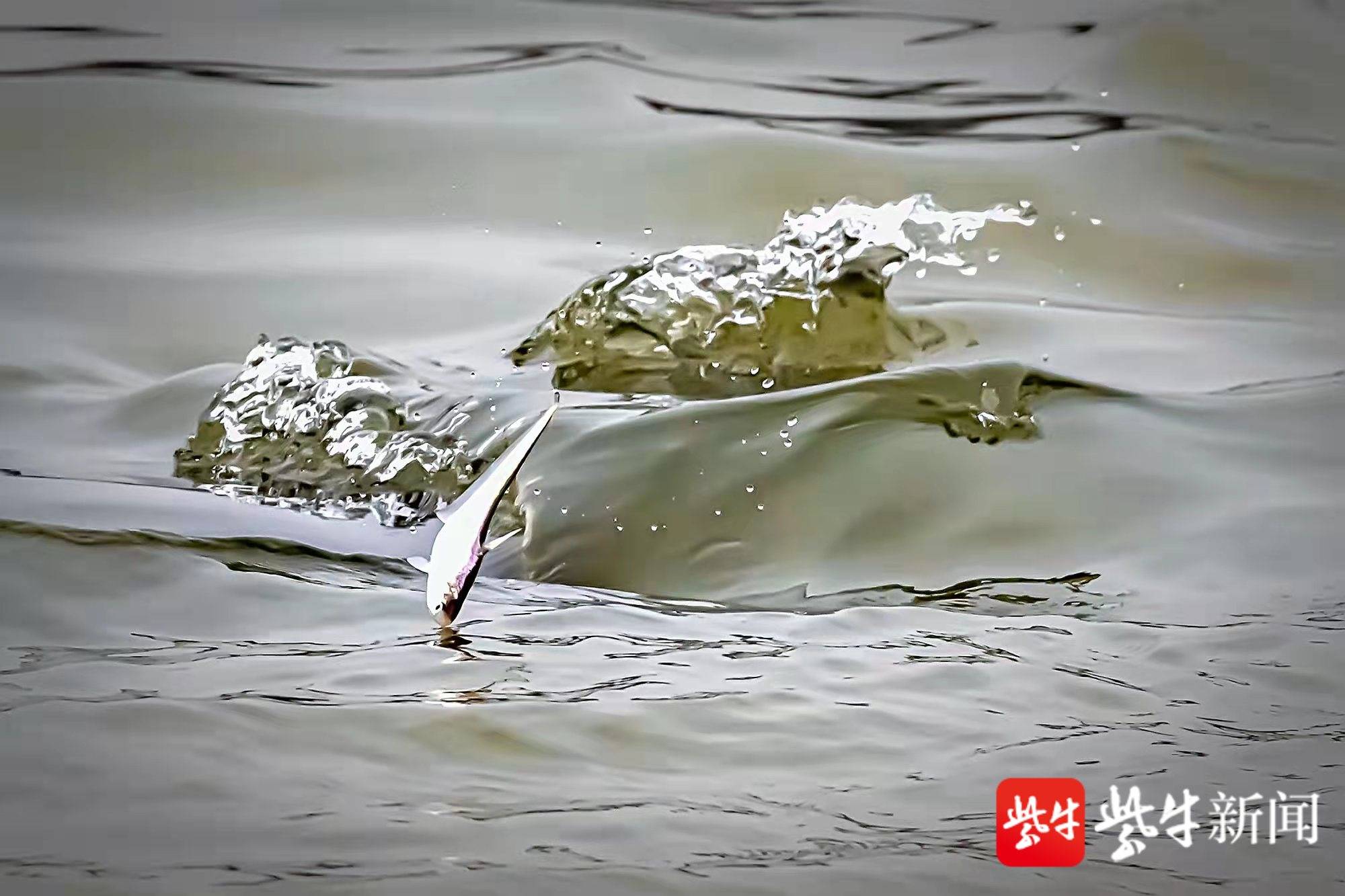 紫牛拍咖丨江豚捉刀鱼