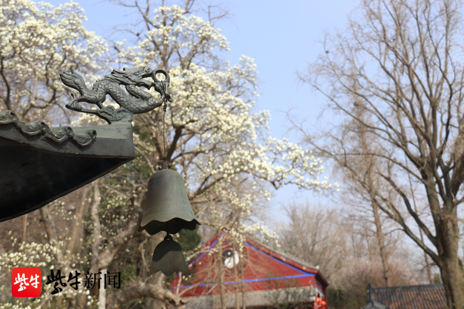 连云港延福观860多岁古玉兰进入盛花期