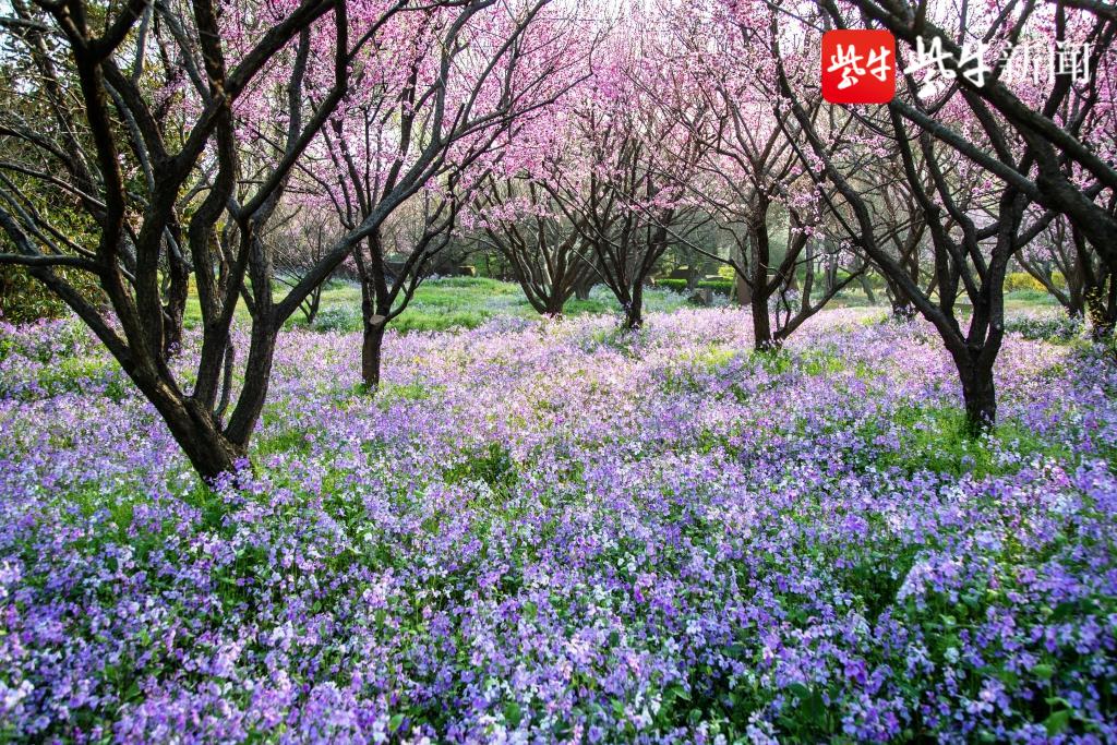 視頻陽春三月在蘇州光福雲賞盎然春意