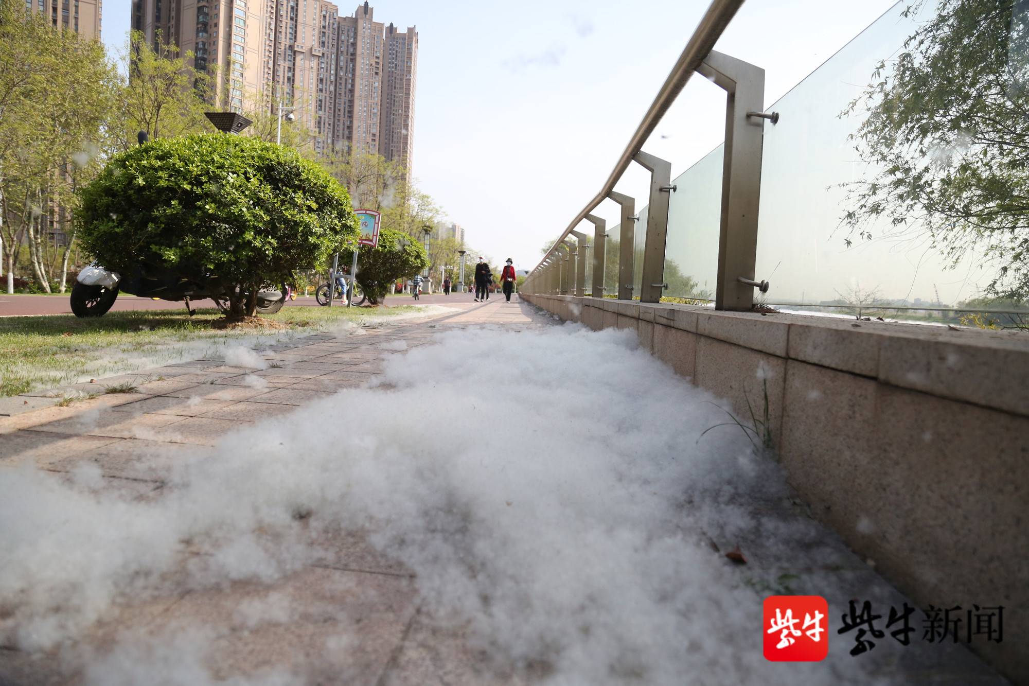 南京又到柳絮飘扬时纷纷飞舞疑似雪