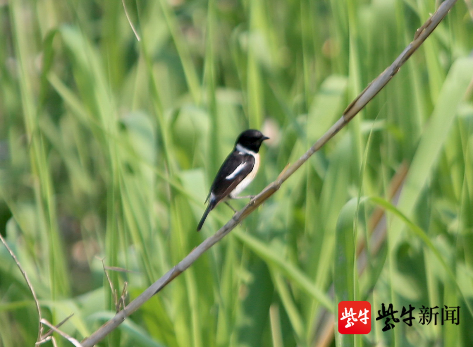 圖為東亞石鳥出現在南京