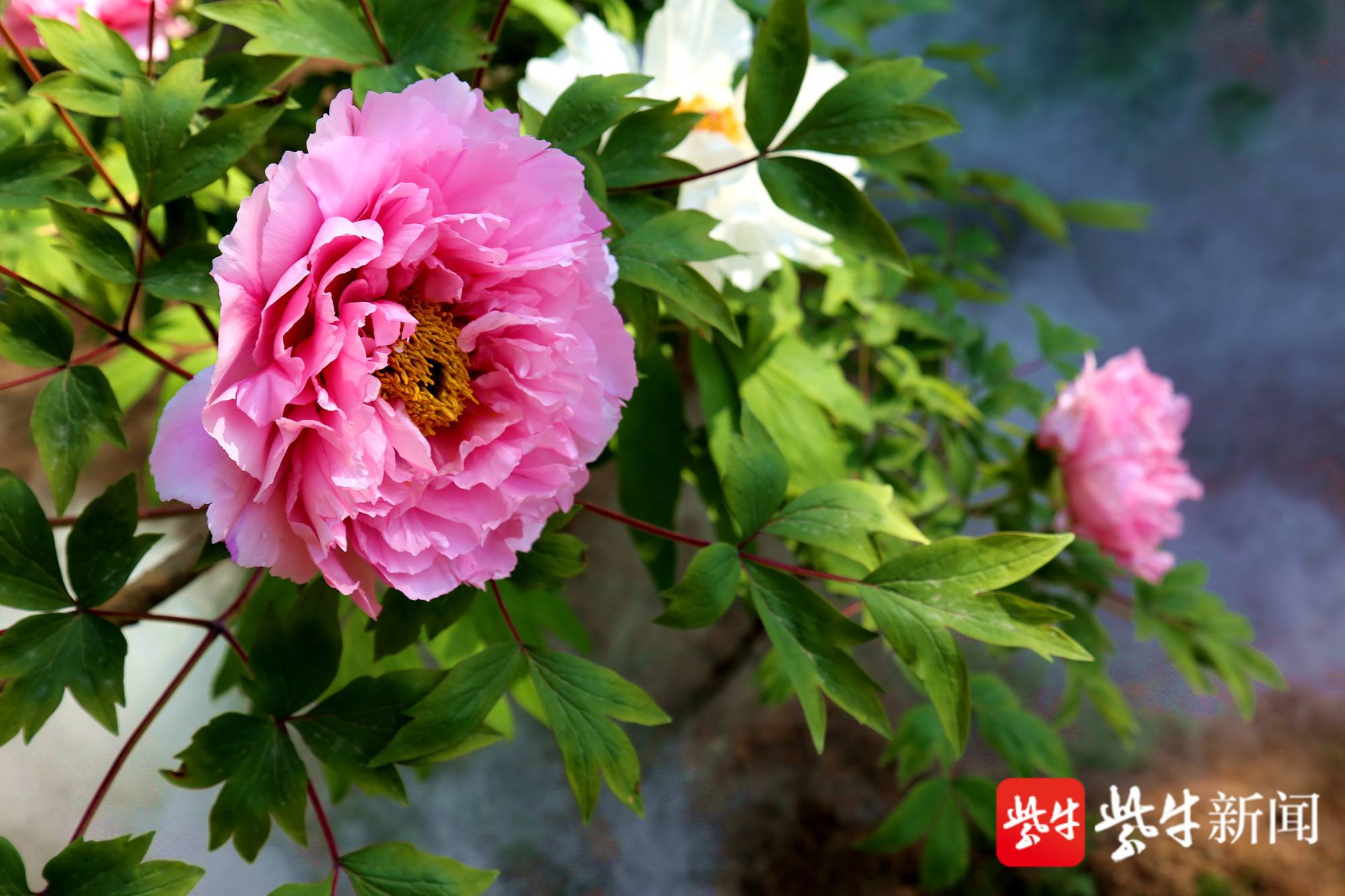 南京古林公园里牡丹花悄然绽放清香扑鼻