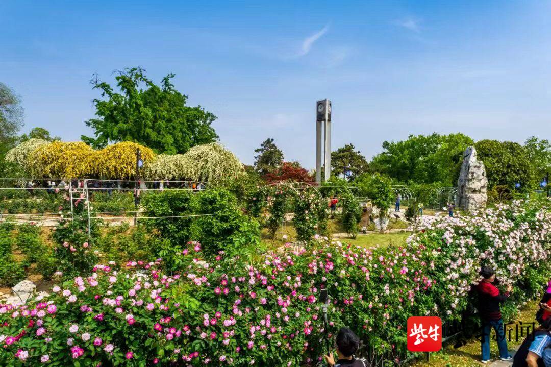 徐升)四月的南京玄武湖花事缤纷,位于环洲月季园的蔷薇花已然盛开,与