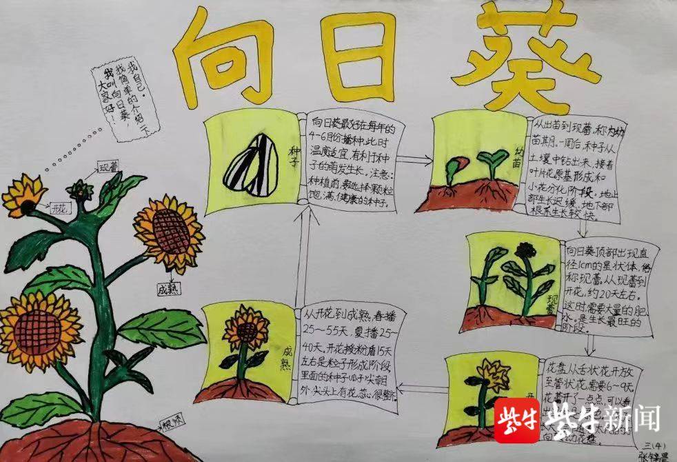 勤学笃行 苏州太平实验小学开展 金荻杯 学科素养大赛