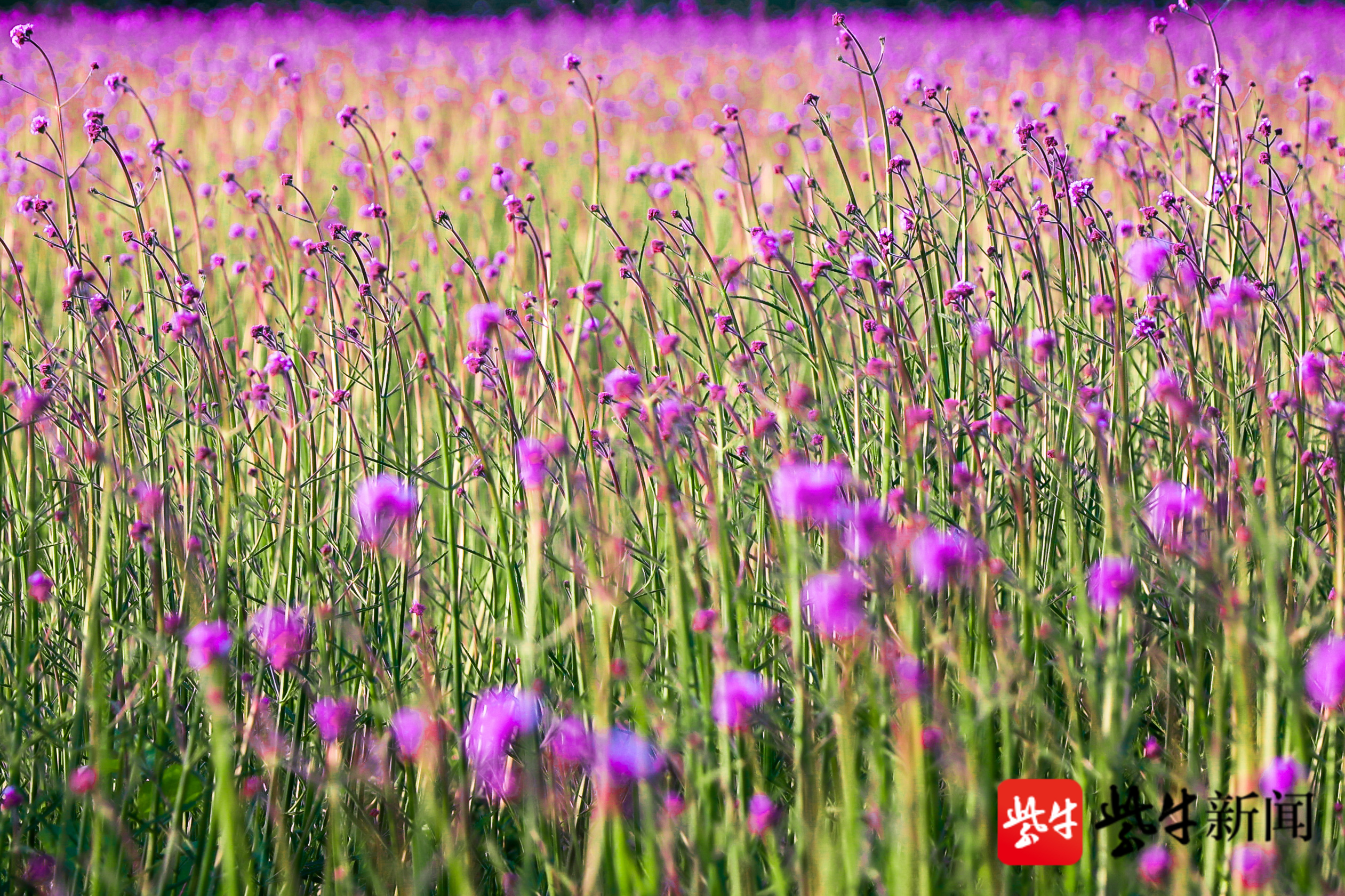 视频 在无锡 邂逅一片特别的紫色花海