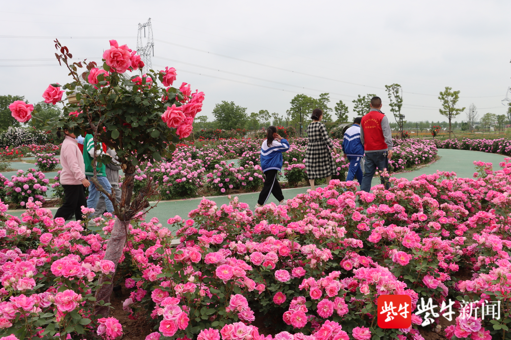 眼下,正是玫瑰花盛開的季節,在連雲港市灌雲縣伊甸園的玫瑰園,各種