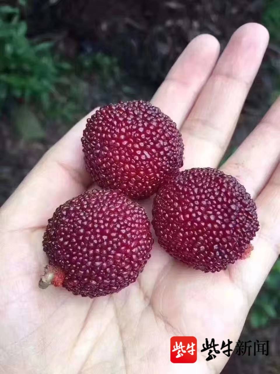 138元5斤错过再等1年扬子晚报联名款西山杨梅正式上架