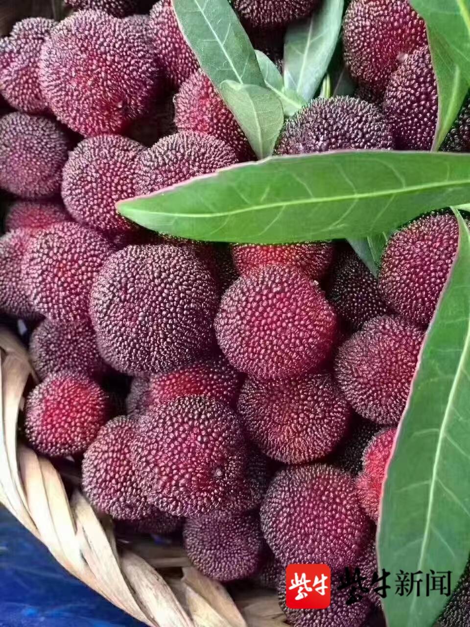 138元5斤错过再等1年扬子晚报联名款西山杨梅正式上架