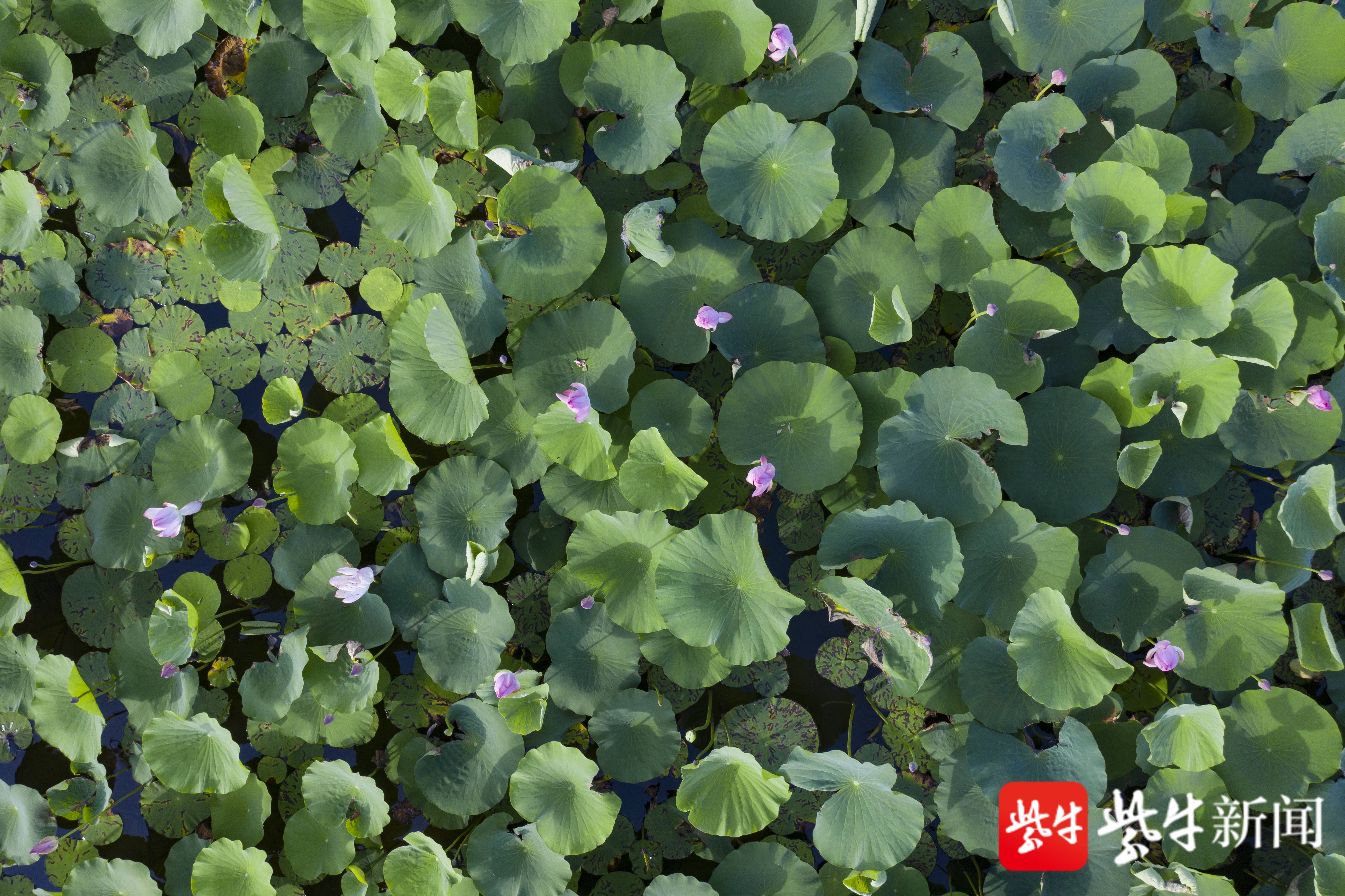 千亩荷塘 正花开 赤山湖国家湿地公园别样红