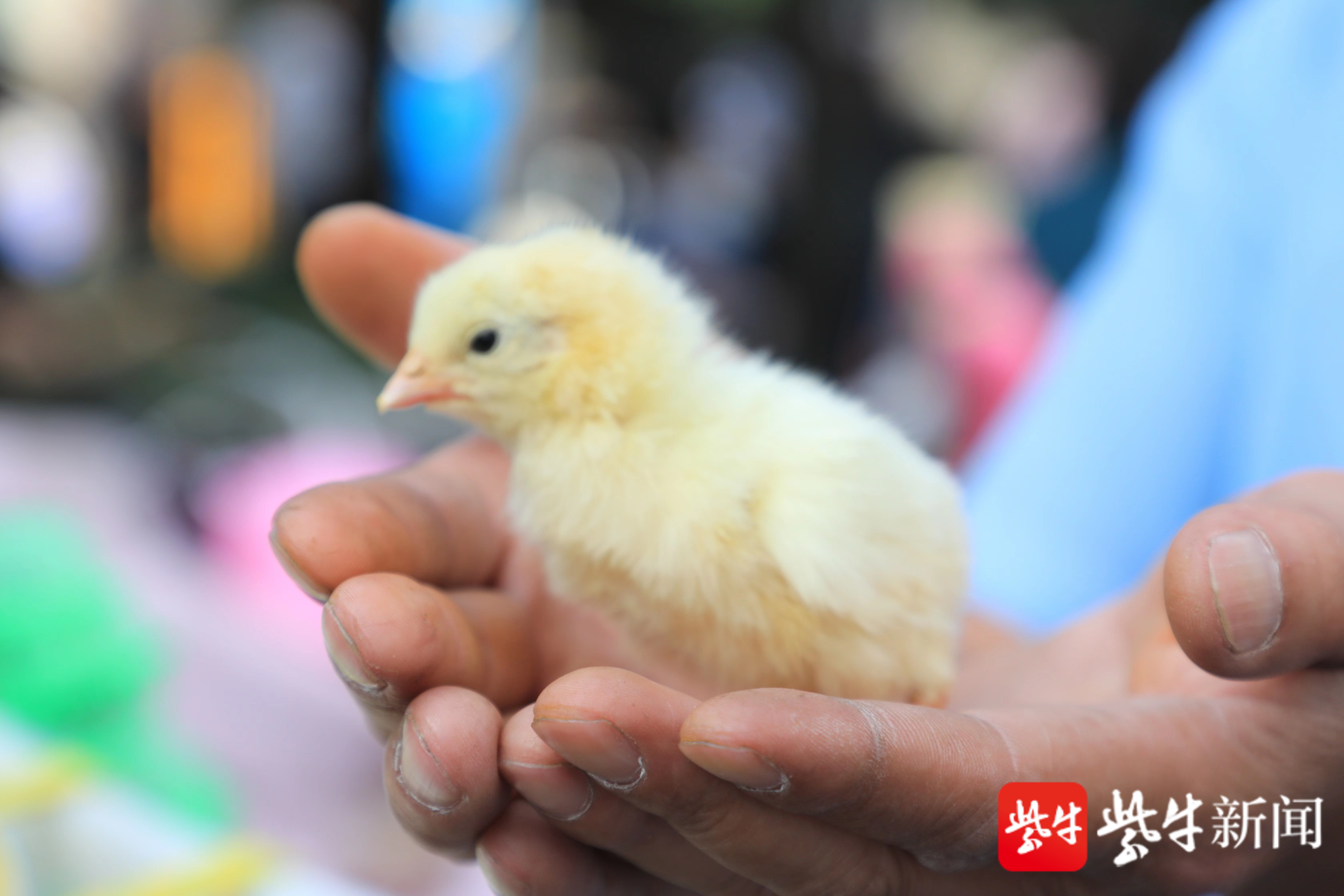 南京街头小鸡崽卖萌引市民围观