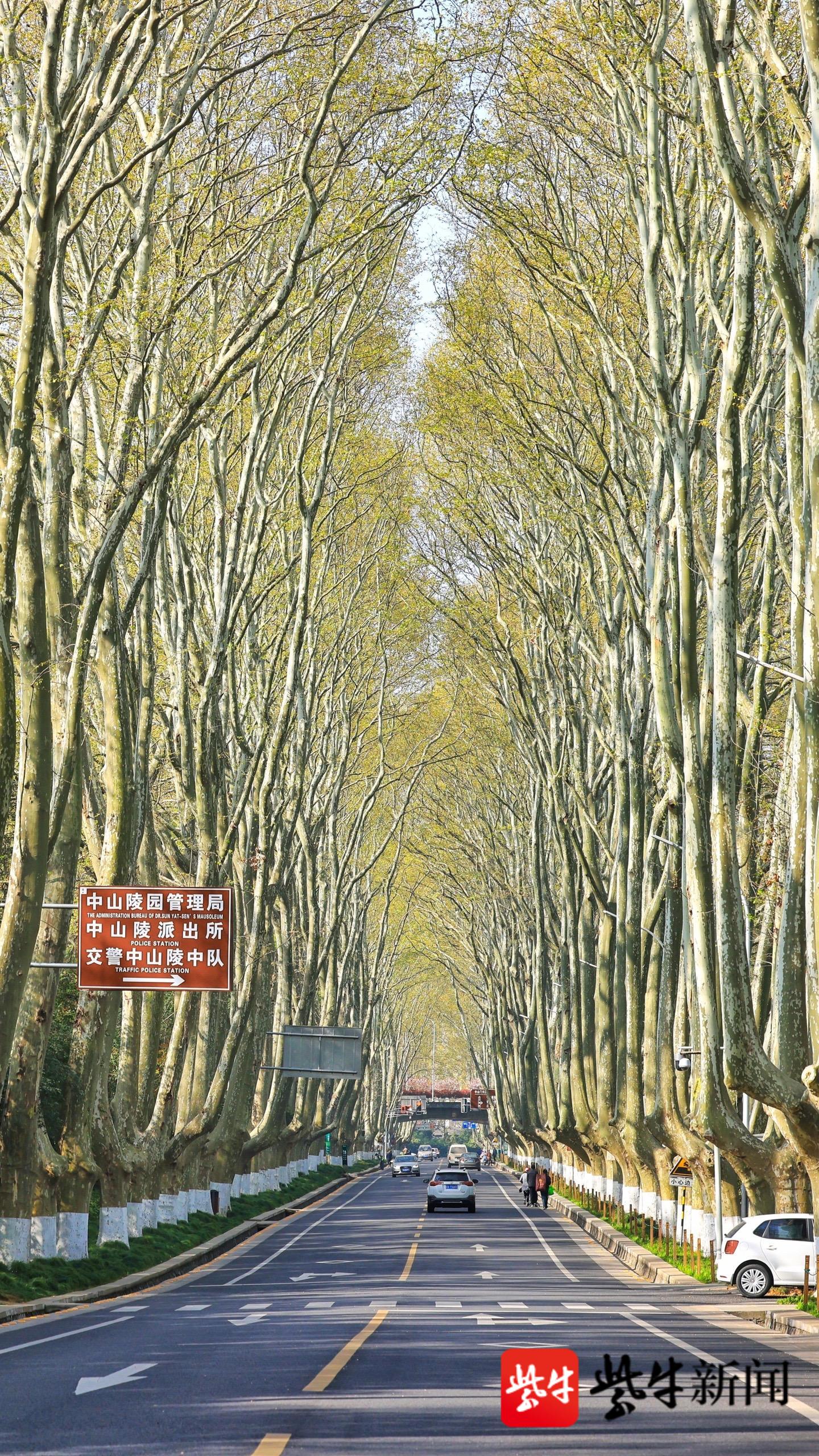 2023灵谷景区游玩攻略,南京最美的林荫道。梧桐高耸...【去哪儿攻略】