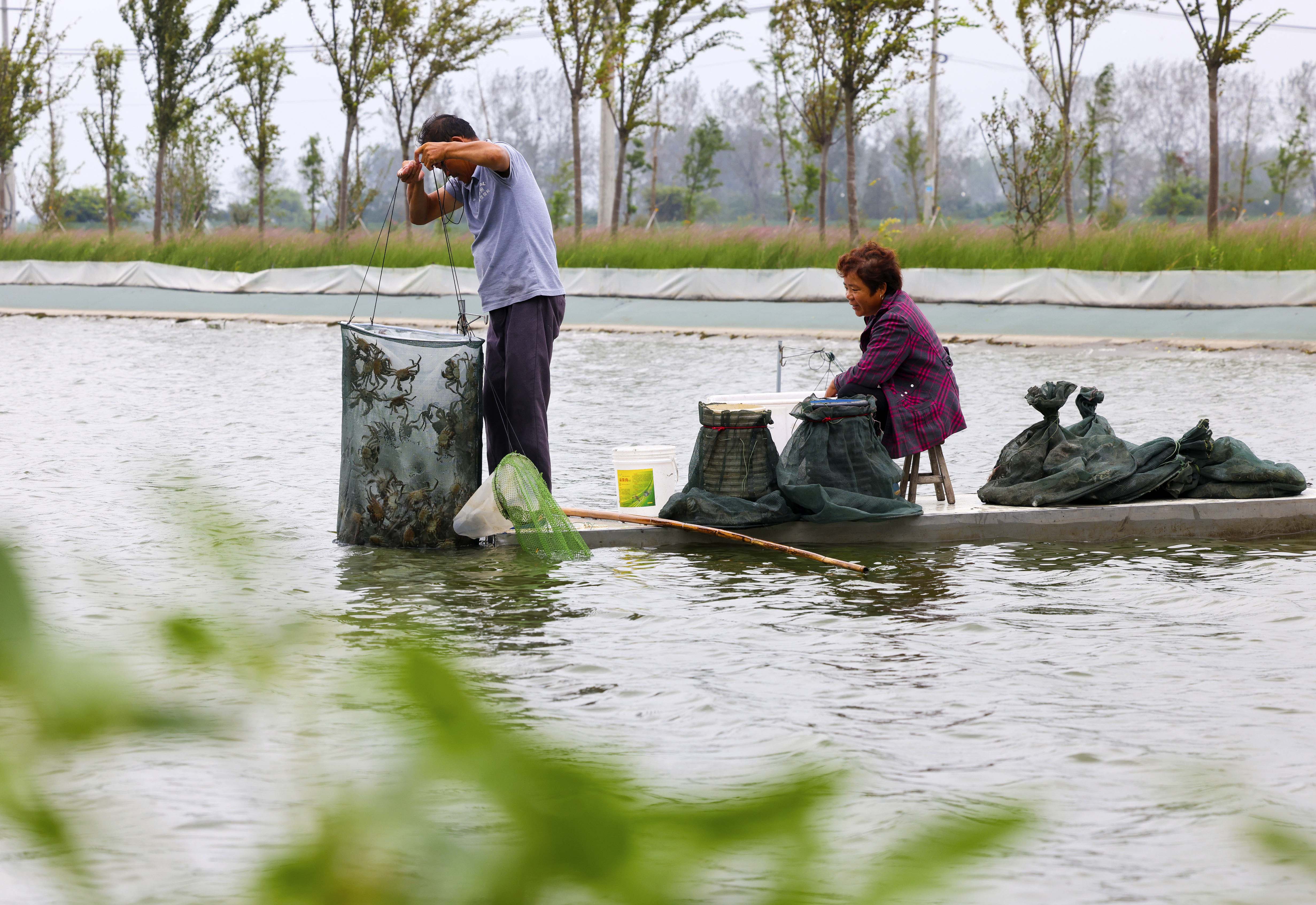 2021年9月14日,在江苏省泰州市姜堰区溱潼镇冯庄村"溱湖簖蟹"养殖基地