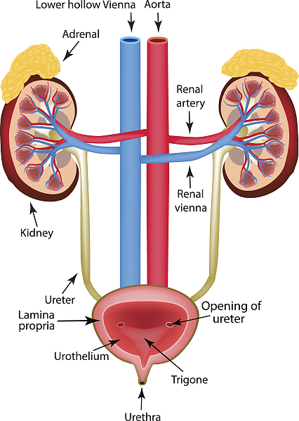 输尿管解剖结构示意图图片
