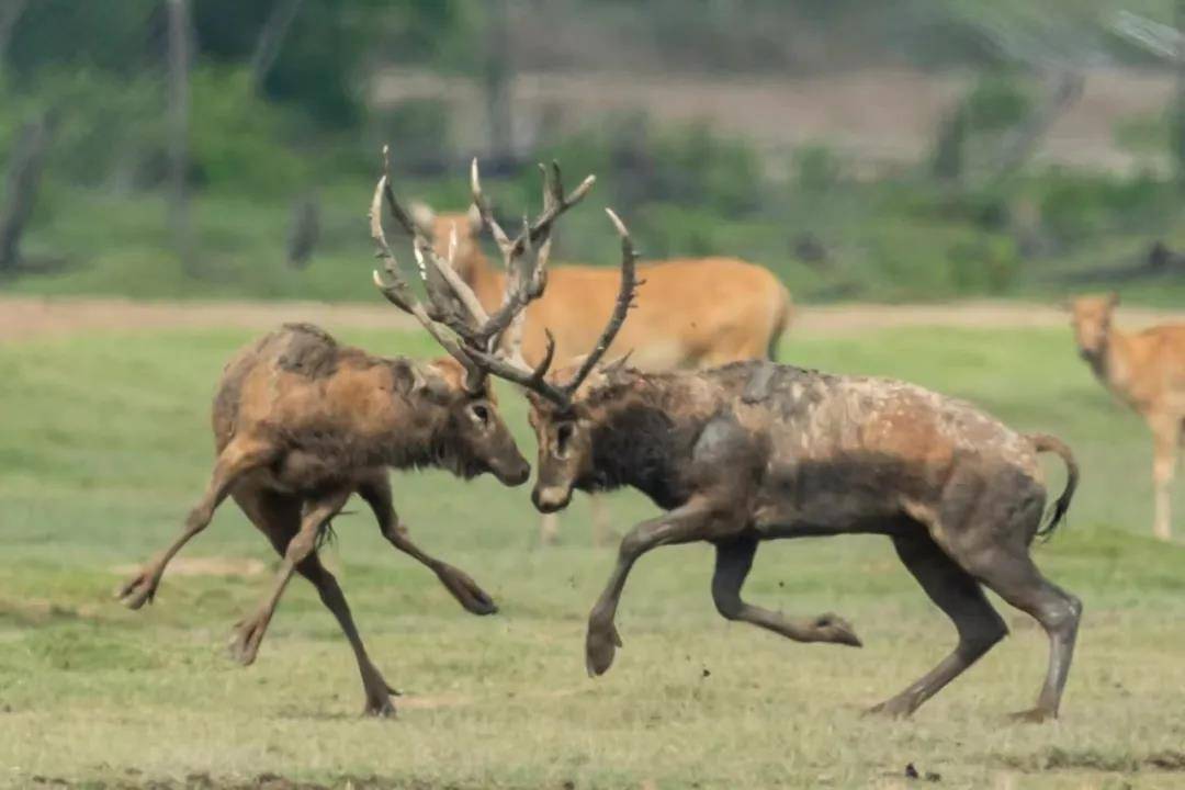 中华麋鹿园的故事——鹿王争霸