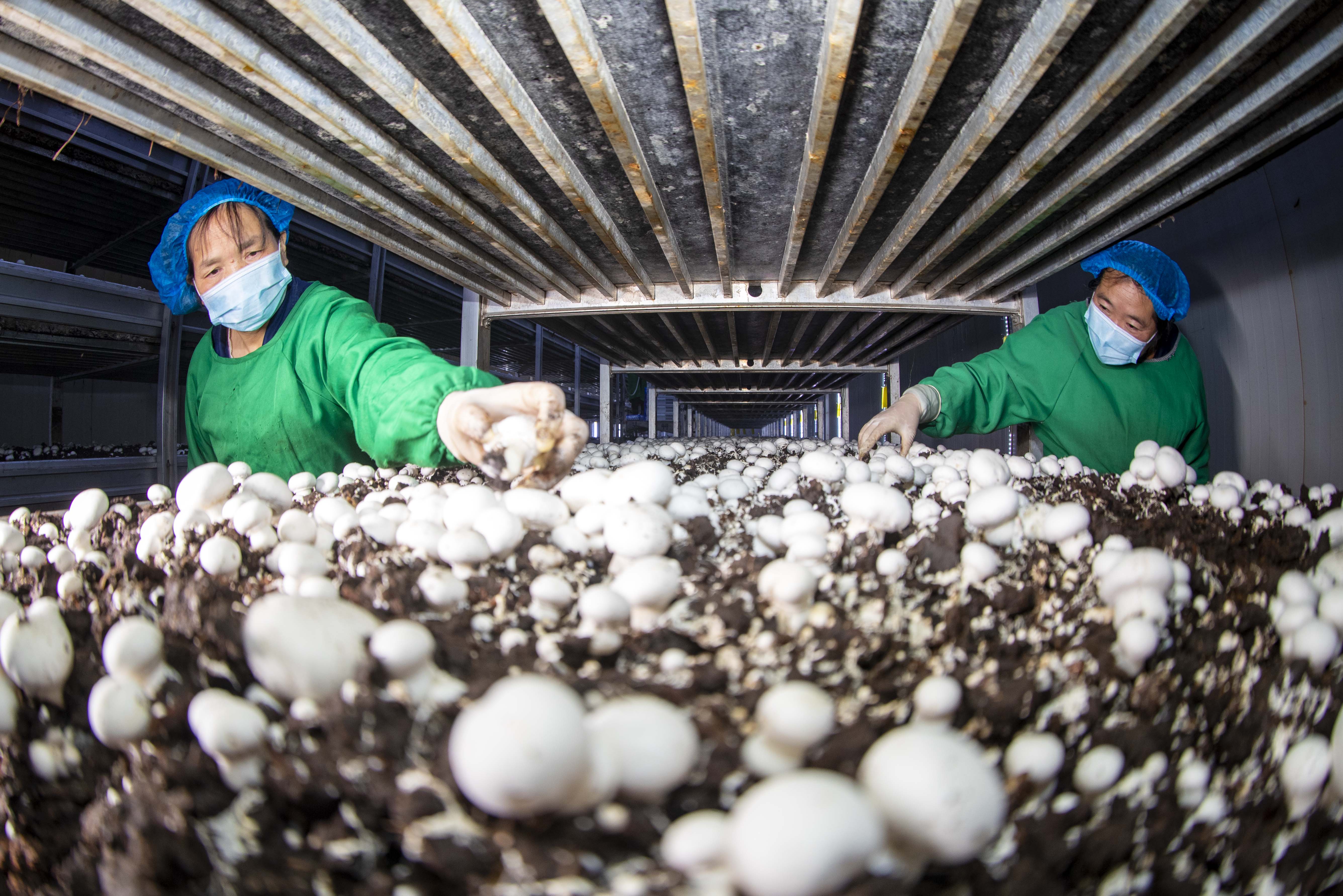 组图|江苏扬州:工厂化立体种植食用菌助增收